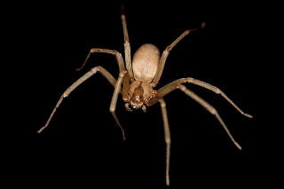 Illustration for article titled Spider Evolution Should Make You Even More Terrified Of Spiders